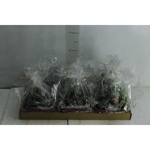 CACTUS MINI (JARD) 3.5 L DECORADO MIX