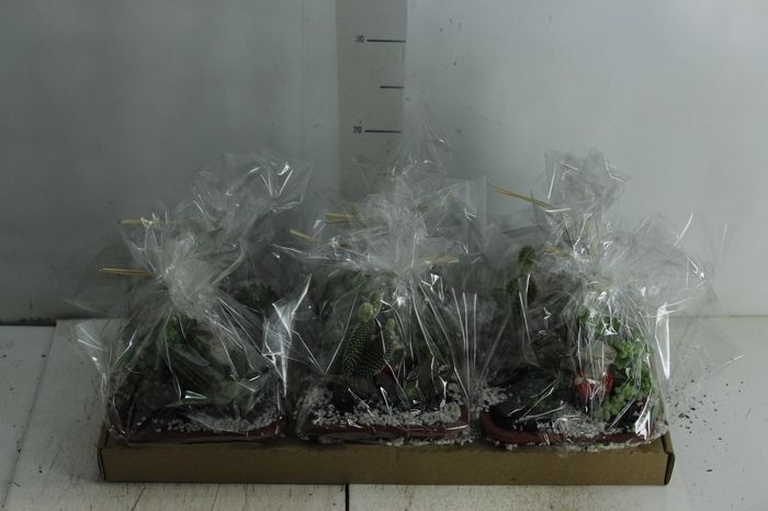 <h4>CACTUS MINI (JARD) 3.5 L DECORADO MIX</h4>