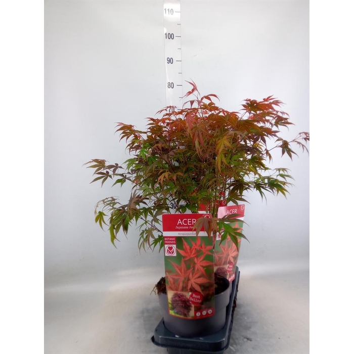 <h4>Acer palmatum 'Atropurpureum'</h4>