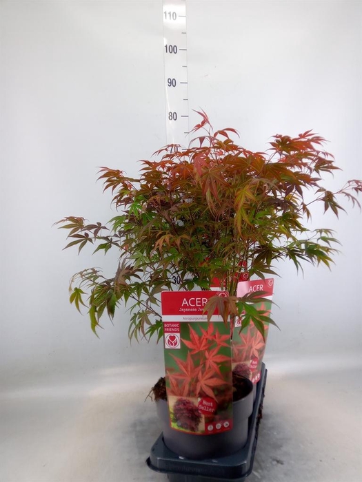 <h4>Acer palmatum 'Atropurpureum'</h4>