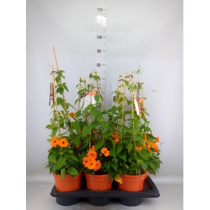 Thunbergia alata 'Orange BlackEye'