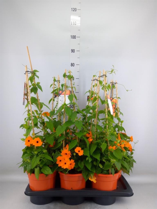 <h4>Thunbergia alata 'Orange BlackEye'</h4>