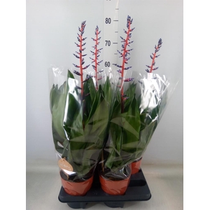 Aechmea  'Blue Rain'