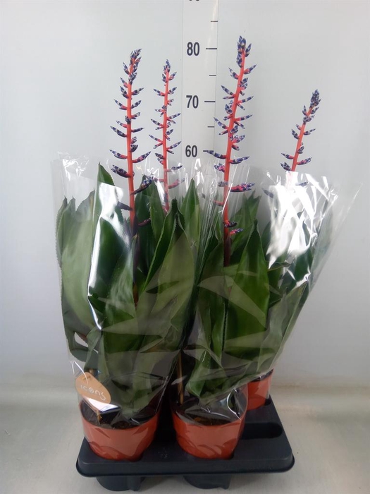 <h4>Aechmea  'Blue Rain'</h4>