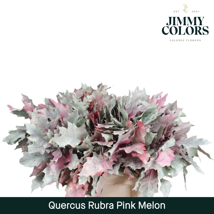 <h4>QUERC RUB OV KLB H%</h4>