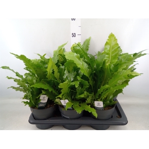 Asplenium nidus 'Campio'