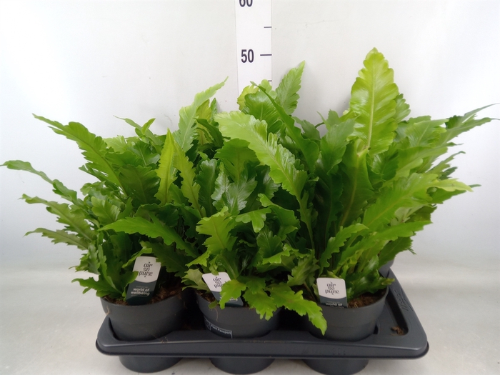 <h4>Asplenium nidus 'Campio'</h4>