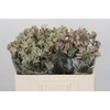 Anigozanthos Cape Gray Moss