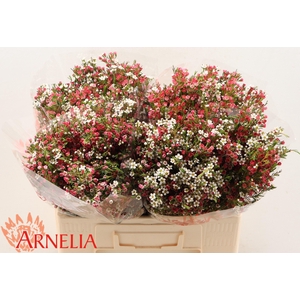 CHAME UN MY SWEET 16