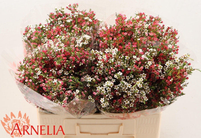 <h4>CHAME UN MY SWEET 16</h4>