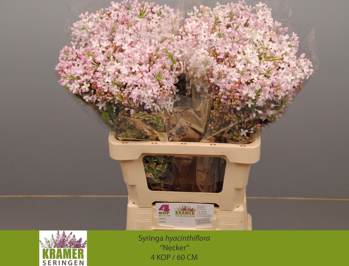 <h4>SYR HY NECKER</h4>