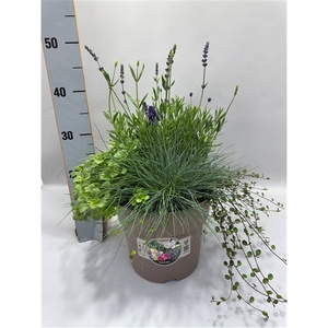 Plant Mix Texel