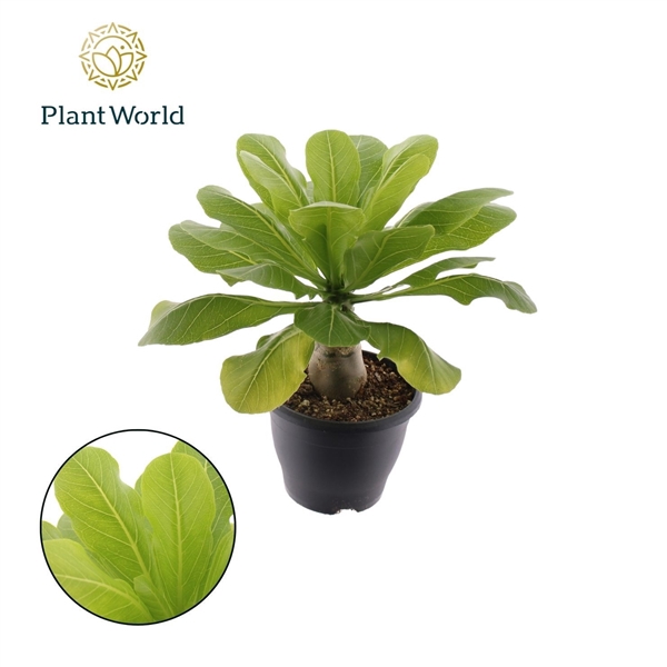 <h4>Brighamia insignis 'Hawaii Palm'</h4>