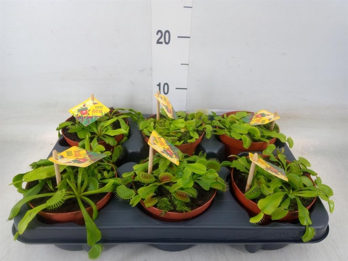<h4>Dionaea muscipula</h4>