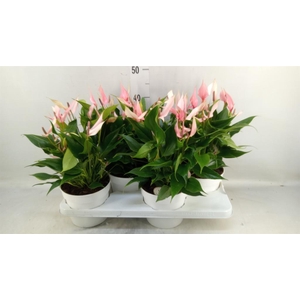Anthurium andr. 'Lilli'