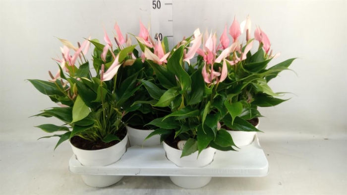 <h4>Anthurium andr. 'Lilli'</h4>