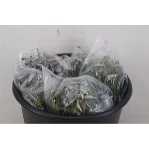 Dennen Needles Green P Bag
