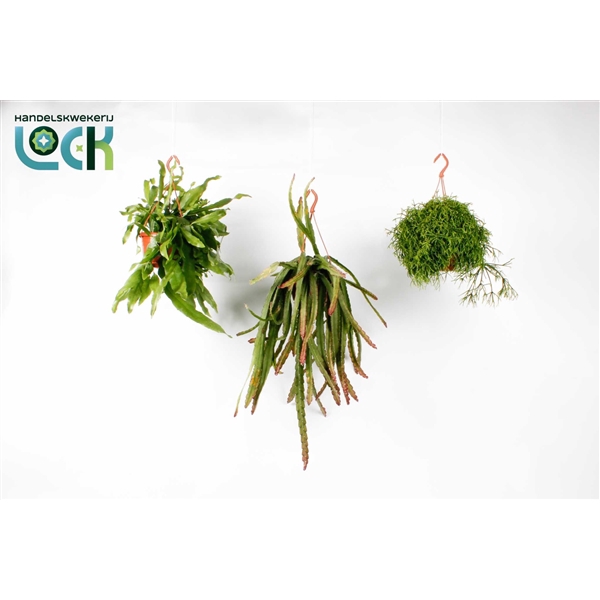 <h4>Rhipsalis hang mix</h4>