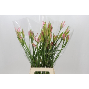 Nerine Vesta K Artistiek