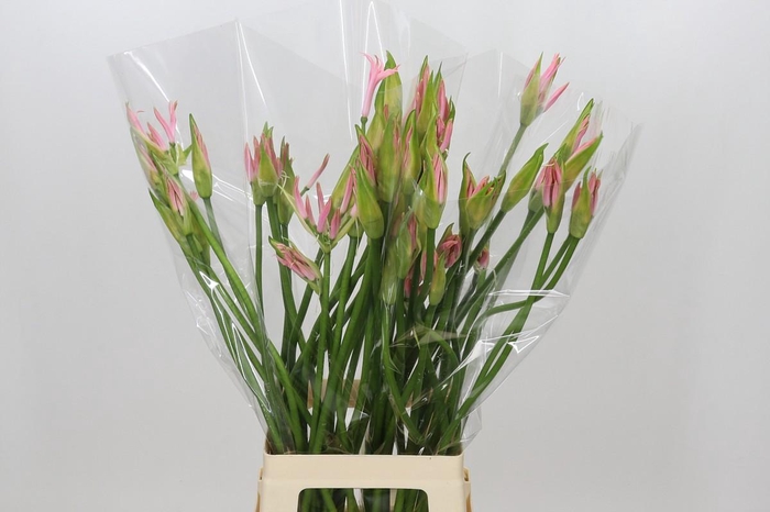 <h4>Nerine Vesta K Artistiek</h4>