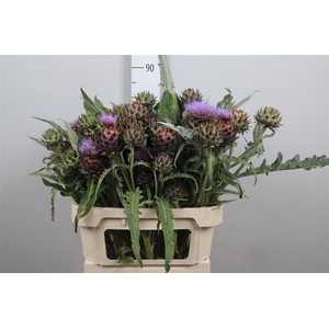 Cynara Cardunculus