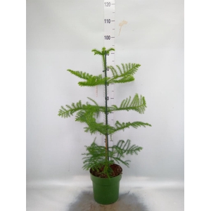 Araucaria heterophylla