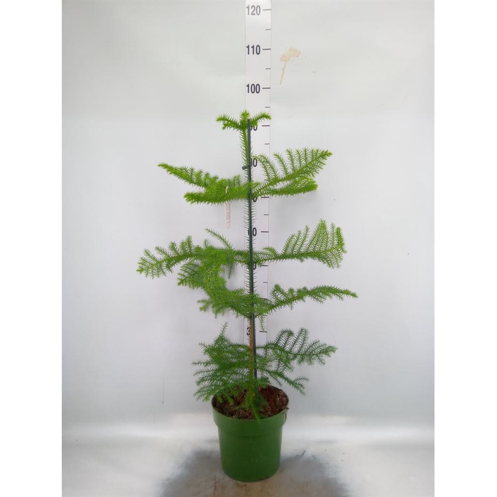 <h4>Araucaria heterophylla</h4>
