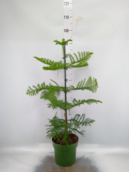 Araucaria heterophylla