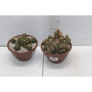 CACTUS VARIADO C18