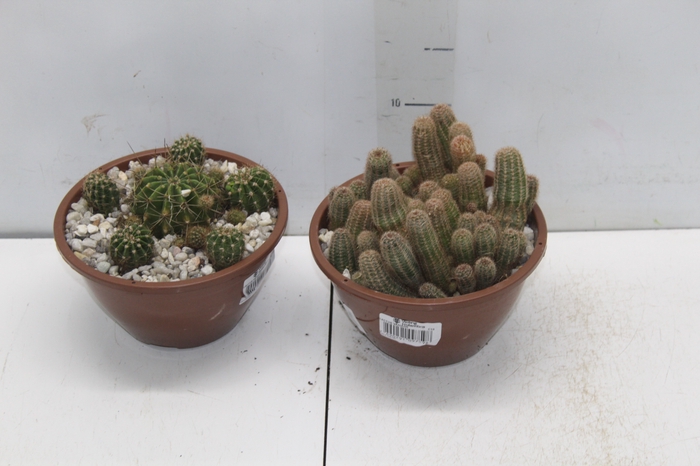 <h4>CACTUS VARIADO C18</h4>