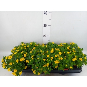 Calibrachoa  'Minifam Yellow'