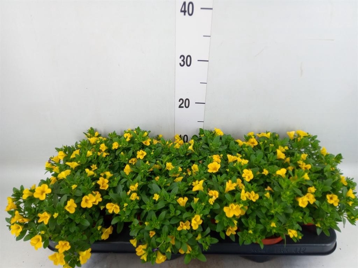 <h4>Calibrachoa  'Minifam Yellow'</h4>