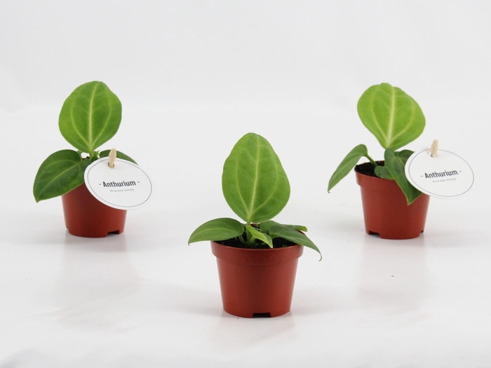 <h4>Anthurium blad</h4>