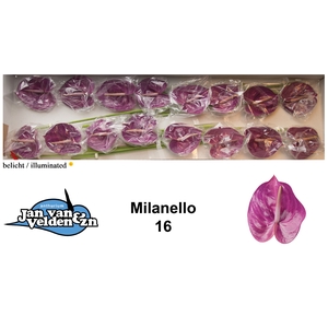 Anthurium Milanello