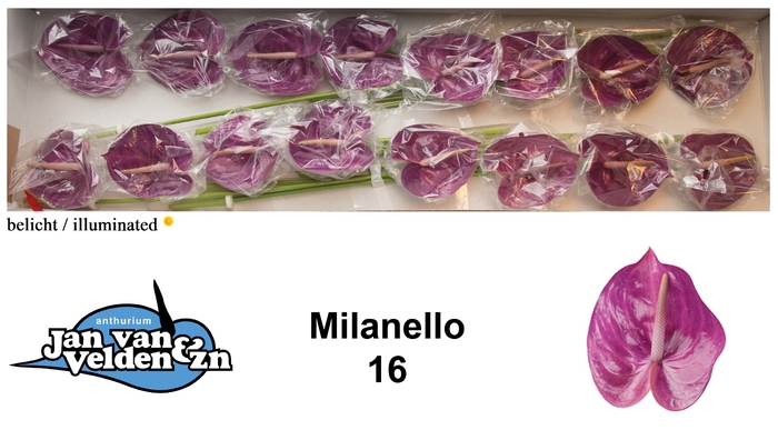 <h4>Anthurium Milanello</h4>