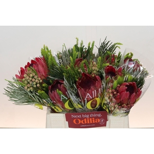 BQ Protea Silvia SFB