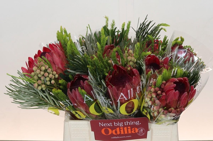 <h4>BQ Protea Silvia SFB</h4>