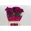 Dianthus St Nobbio Violet
