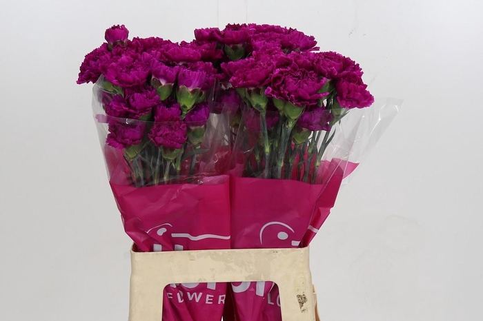 Dianthus St Nobbio Violet