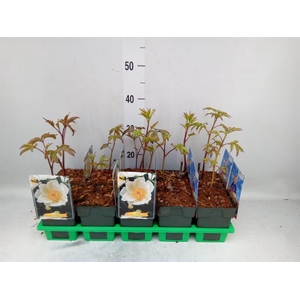 Paeonia lact. 'Krinkled White'