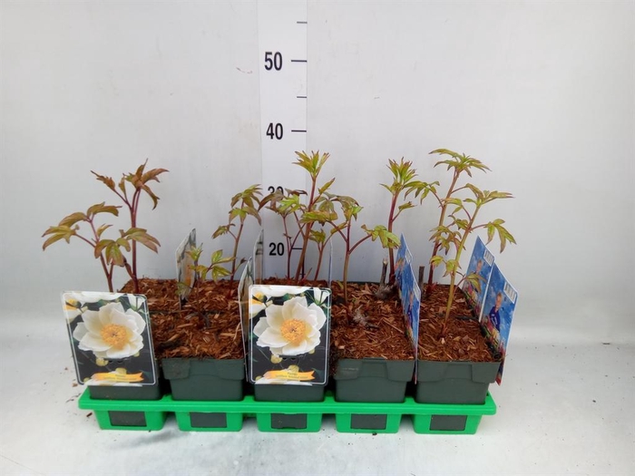 <h4>Paeonia lact. 'Krinkled White'</h4>