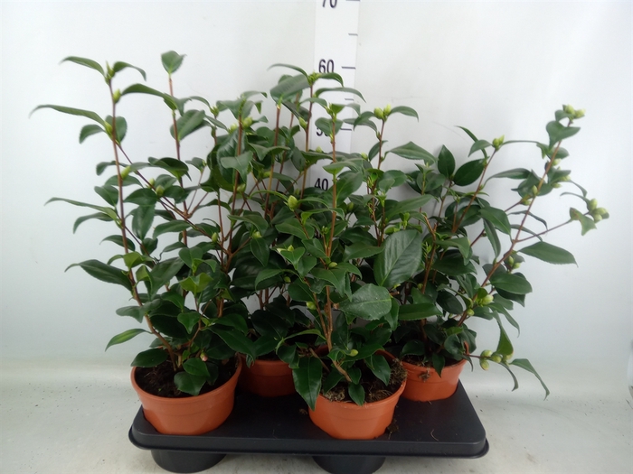 <h4>Camellia japonica</h4>