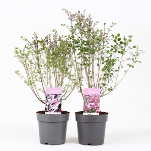 Syringa Mix