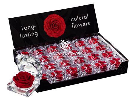 <h4>Display Jewel Red01</h4>