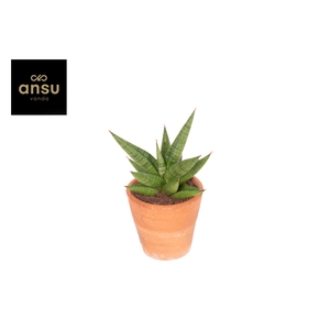 Sansevieria Comet Canoe No. 1 Terracotta