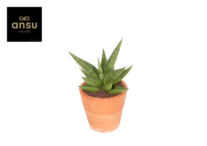 <h4>Sansevieria Comet Canoe No. 1 Terracotta</h4>