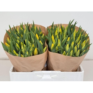 Tulipa si strong gold