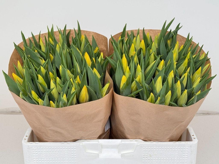 <h4>Tulipa si strong gold</h4>