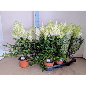 ASTILB JA MOJITO