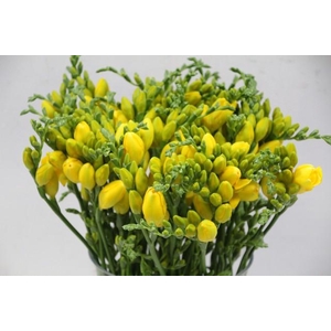 Freesia do yellow